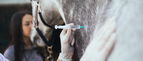 EMS bei Pferden: Symptome, Diagnose und Behandlung