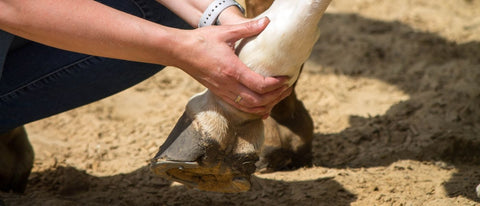 Gallen beim Pferd » Ursachen, Symptome und Behandlung