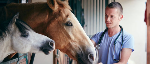 Nierenprobleme beim Pferd » Symptome & Behandlung