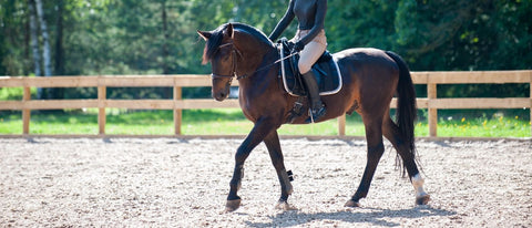 Pferd lahmt » Ursachen, Diagnose und Behandlung