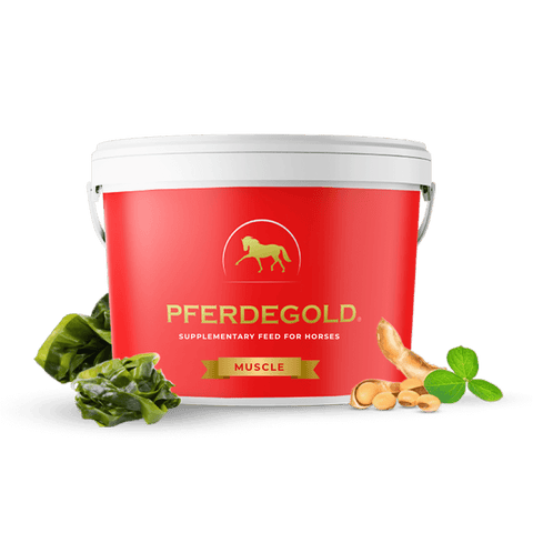A red and white container labeled Pferdegold® Muscle Supplementary Feed for Horses is shown with leafy greens, ginger, and mint leaves beside it, highlighting premium products for horses against a white background.