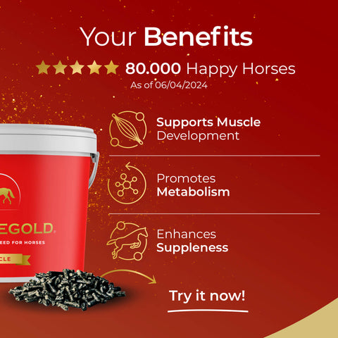 Red promo image for Pferdegold® Muscle horse feed, showing a feed bucket and pellets. Highlights: supports muscle health, boosts metabolism, improves suppleness—80,000+ satisfied horses love our products.