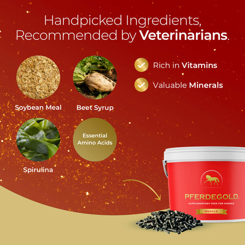 A promotional image for Pferdegold® Muscle shows a red bucket of feed pellets, featuring soybean meal, beet syrup, spirulina, and essential amino acids—offering horses vitamin-rich nutrition and valuable minerals.