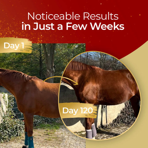 Side-by-side comparison of a horse on day 1 and day 120 after trying Pferdegold® Muscle, with a noticeably shinier, healthier-looking coat. Text reads: Noticeable Results in Just a Few Weeks.