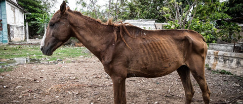 Mager paard aanvoeden » 12 experttips in één oogopslag