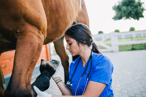 Kogelbandschade bij het paard: Herkennen, behandelen & voorkomen